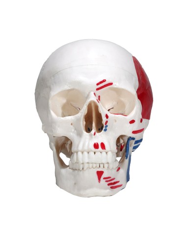 Model of three-part skull with muscles and insertions