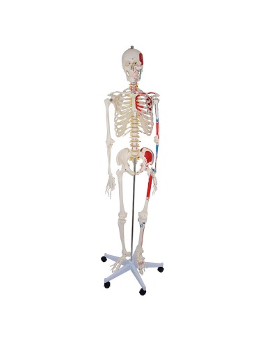 Life-size skeleton model with origins and muscle insertions