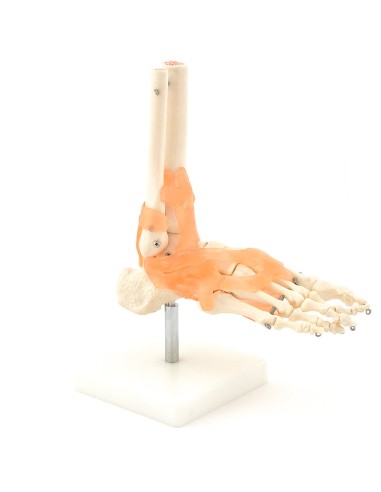 Foot skeleton with ligaments