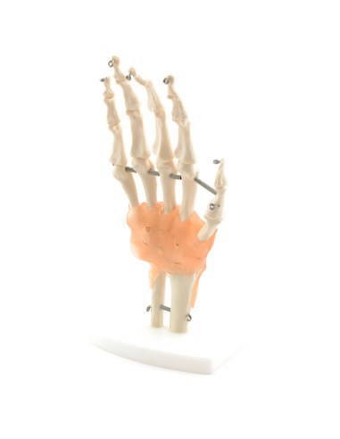 Skeleton of the hand with ligaments