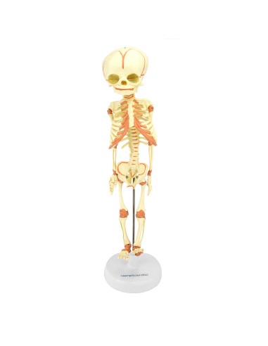 Life-size skeleton of fetus, based on