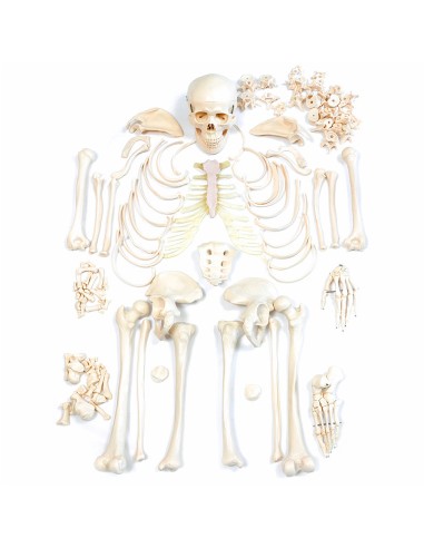 Full-size disassembled skeleton