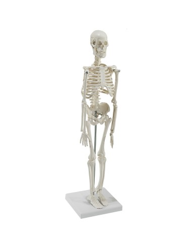 Miniature desktop skeleton on base