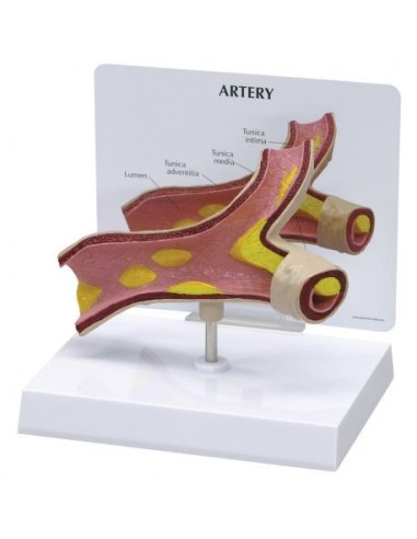 3B Scientific educational artery model 1019531