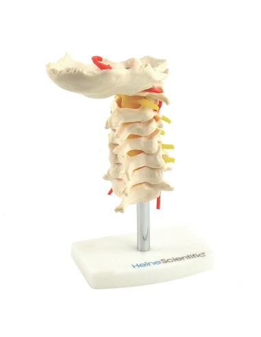 Modello anatomico di colonna vertebrale cervicale