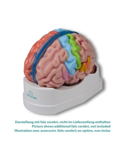 Erler Zimmer, functional model and regions of the brain, in 5 parts C922