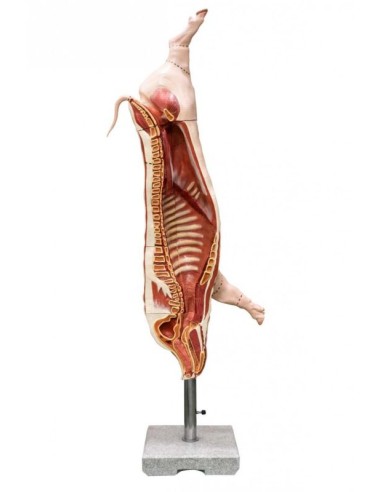 Full-size pig carcass model Erler Zimmer VET1390