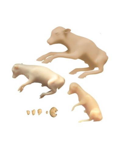 Developmental stages of the bovine fetus, 8 models Erler Zimmer VET1600