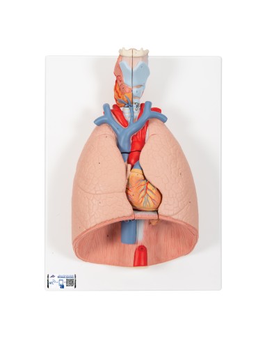 Poumon avec larynx, décomposable en 7 parties 3B Scientifique G15