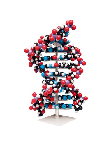 Giant DNA Model 3B Scientific W19755