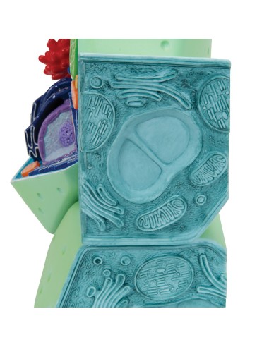 Plant cell model - 3B Scientific R05