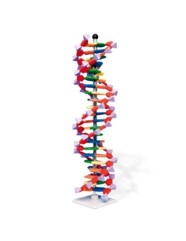 DNA double helix model, 22 segments, assembly kit W19762