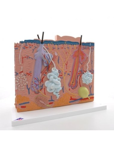 Anatomical model of three-part skin 3B MICROanatomy J16