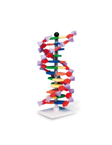 Modello di DNA a doppia elica, 12 segmenti, kit di montaggio miniDNA W19763