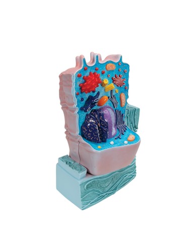 Animal cell model - 3B Scientific R04