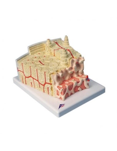 3B Scientific, MICROanatomy, struttura dell'osso, ingrandito 80 volte A79