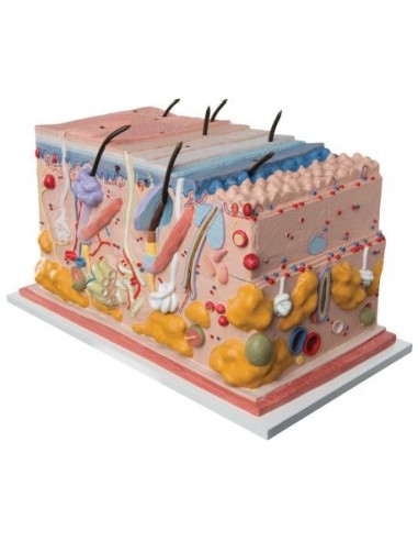 Modello anatomico di cute ingrandito 70 volte 3B MICROanatomy J13