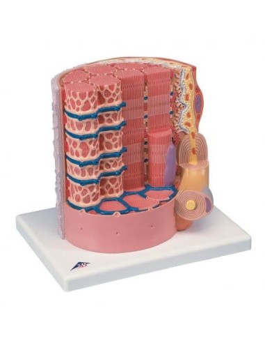 3B Scientific, MICROanatomía, Fibra muscular - ampliada 10.000 veces B60