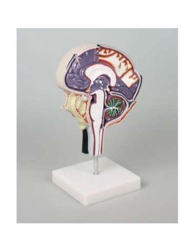 Erler Zimmer, anatomical model of cerebrospinal fluid circulation C76