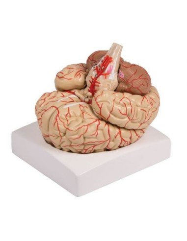 Erler Zimmer, anatomical model of brain with arteries, decomposable into 9 parts C220