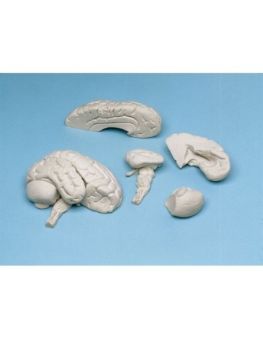 Erler Zimmer, anatomical model of brain made of soft material, decomposable into 8 parts C85