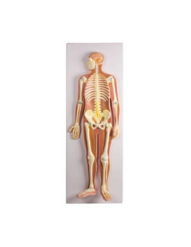 Erler Zimmer, Anatomical 3D relief poster, the nervous system at half size C240