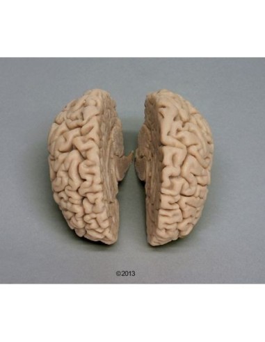 Erler Zimmer, hochwertiges anatomisches Modell des Gehirns, zerlegbar in 2 Teile C710