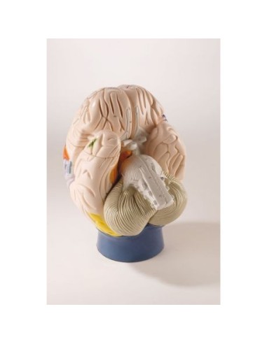 Erler Zimmer, neuro anatomical model of human brain, magnified 2 times, decomposable into 4 parts C75