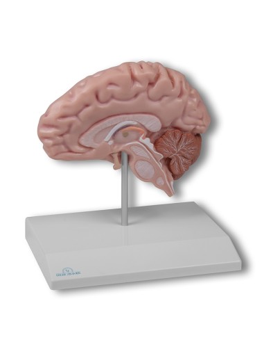 Modelli anatomici Erler Zimmer, modello anatomico della metÃ  destra del cervello umano C915