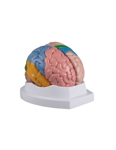 Erler Zimmer, functional anatomical model of brain, decomposable into 5 parts C222