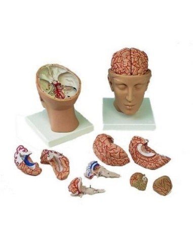 3B Scientific, anatomical model of brain, with arteries, with head, in 8 parts C25