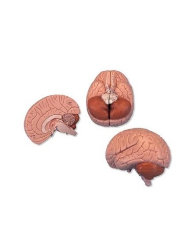 3B Scientific, modelo anatómico del cerebro, 2 piezas C15