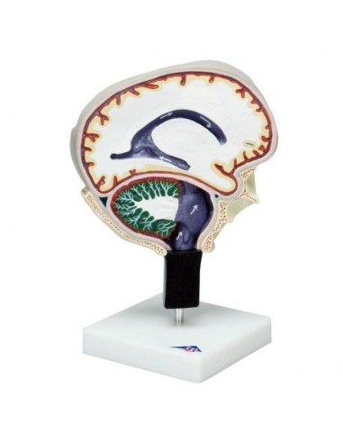 3B Scientific, anatomical model of cerebral fluid circulation W19027