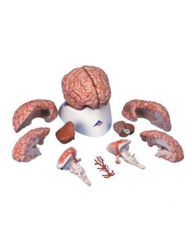 3B Científico, modelo anatómico de lujo de cerebro, con arterias, divisible en 9 partes C20