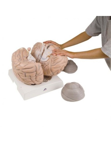 3B Scientific, anatomical model of mega brain VH409, magnified 2.5 times, in 14 parts