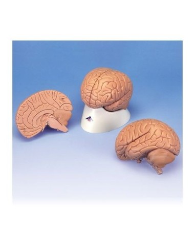 3B Scientific, economic anatomical model of brain, in 2 parts C15/1