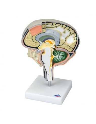 3B Scientific, educational model of brain section W19026