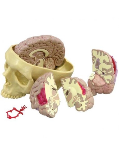 Modello anatomico di cervello umano con cranio 3B Scientific 1019542