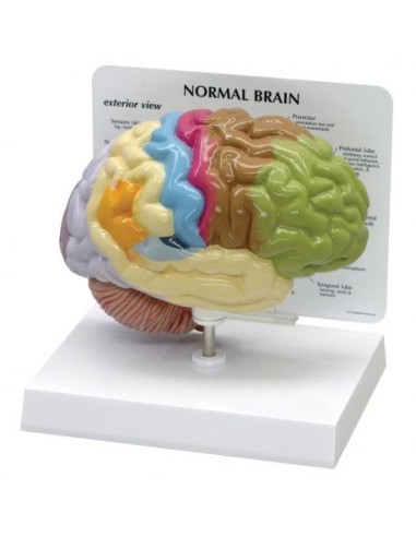 Modelo anatómico de medio cerebro normal 3B Scientific 1019543