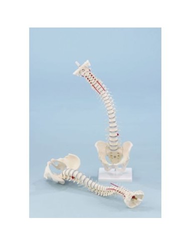 Erler Zimmer, Columna flexible con pelvis desmontable 4024