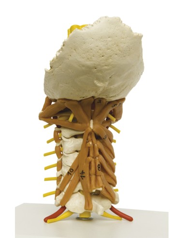 Erler Zimmer, anatomical model of cervical spine with neck muscles on 4034 base