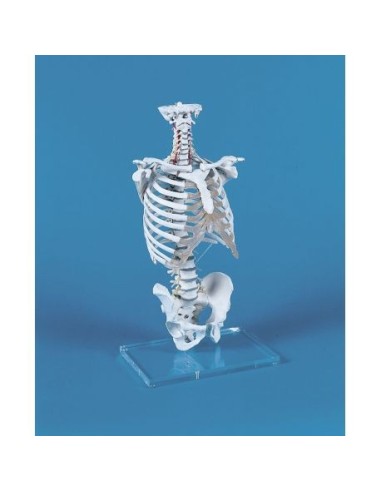 Modelo de columna vertebral Erler Zimmer con caja torácica 4020