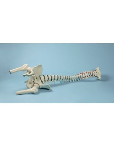 Erler Zimmer, columna vertebral de alta calidad modelo 4033/1