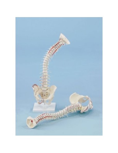 Erler Zimmer, columna vertebral de alta calidad modelo 4011/1