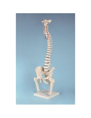 Erler Zimmer, columna vertebral de alta calidad modelo 4033