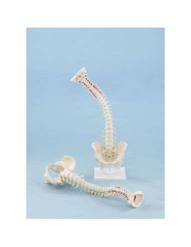 Erler Zimmer, high quality spine model with pelvis on stand 4009