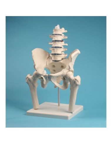 Erler Zimmer, modelo anatómico de columna lumbar, con troncos de pelvis y fémur, en el stand 4045