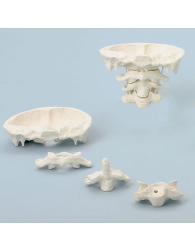 Erler Zimmer, skull joint model, full size, decomposable into 4 parts 4080/1