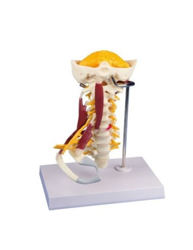 Erler Zimmer, anatomical model of cervical spine with muscles and occipital bone 4035e