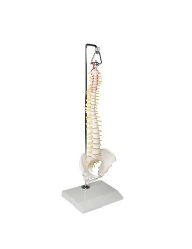 Erler Zimmer, colonna vertebrale elastica in miniatura, su stand in metallo 4002